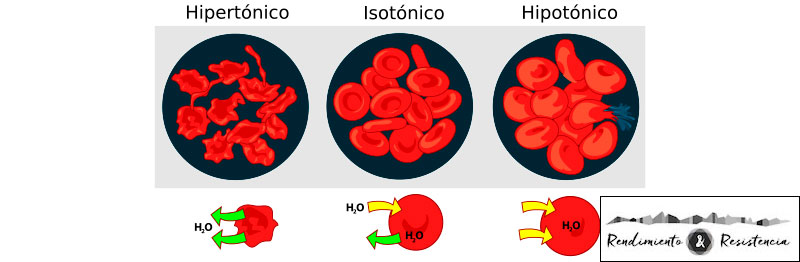 Diferencias entre las bebidas hipotónicas, isotónicas e hipertónicas