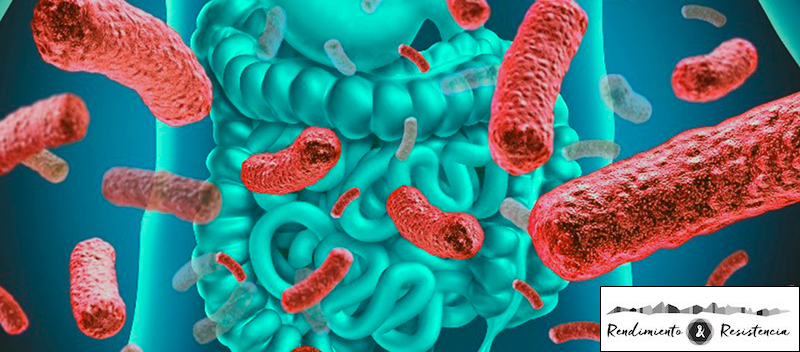 Problemas de microbiota por uso de maltodextrina